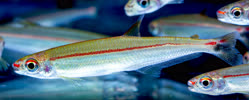 00-0-Copr_2025-Madshrimpt.jpg