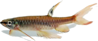  Pencilfish