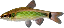 00-1-Copr_2017-Joe_Cutlert.png