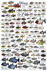 00-0-Copr_2025-The_Fish_Kingdomt.jpg