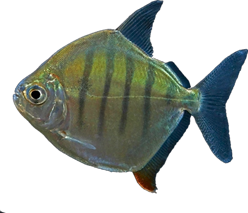 fasciatus