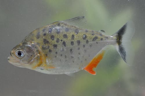 maculatus