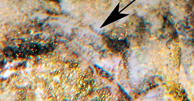 There is one feature that allows for certain determination on a sharp macrophoto: the edge of a small bone above the gill cover, called Supracleithrum. The edge of that ankle is at C. punctulatum always smooth, with C. Latruncularium equipped with small tips