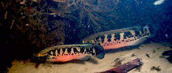 marmorata
