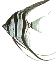 Pterophyllum