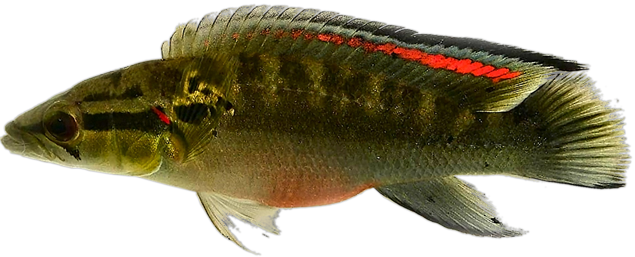 Saxatilia
