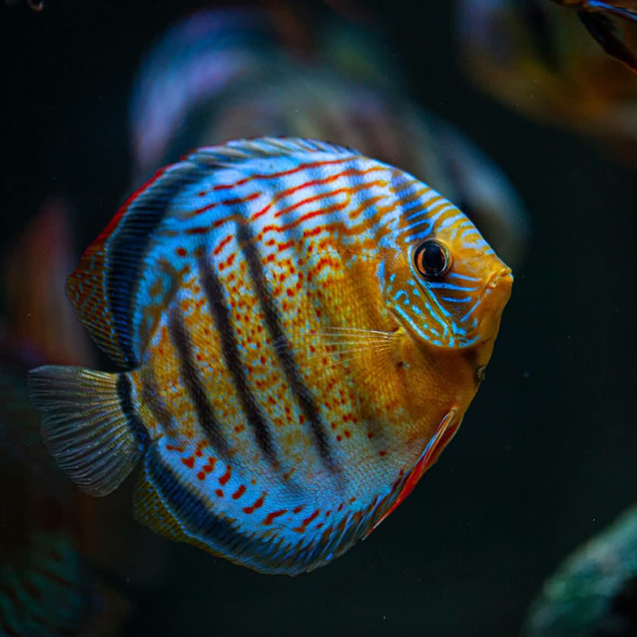 aequifasciatus