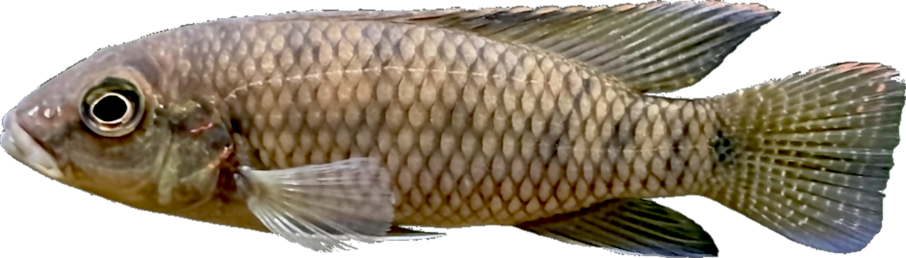 Parananochromis