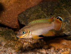 00-0-Copr_2025-Michel_Keijman.jpg 00-0-Copr_2025-Michel_Keijmant.jpg