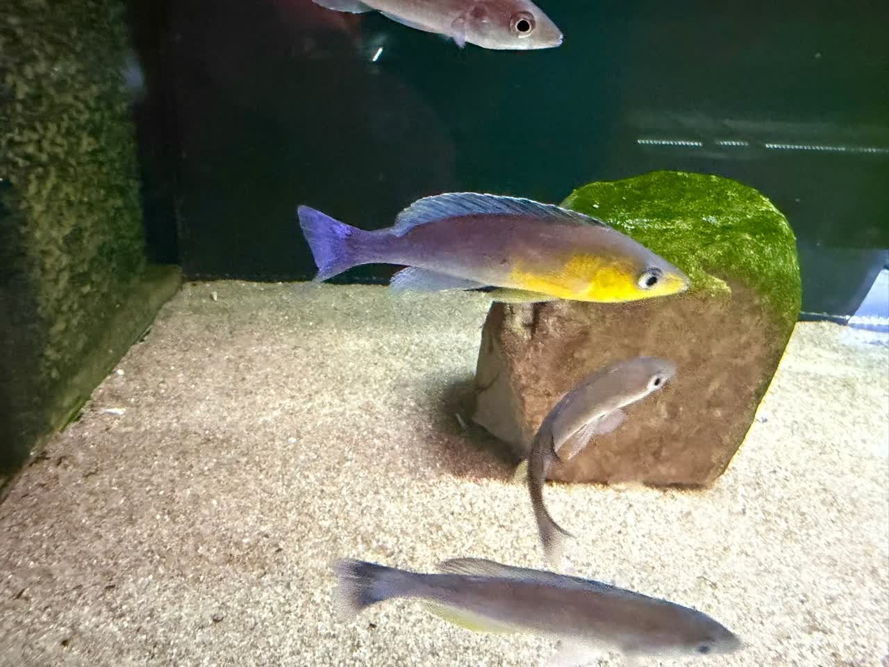 Cyprichromis