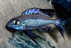 00-0-Copr_2026-Aquahaus_Gaust.jpg
