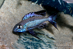 00-0-Copr_2026-Aquahaus_Gaust.png