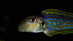 01-0-Copr_2026-Tanganjika_Tubet.jpg