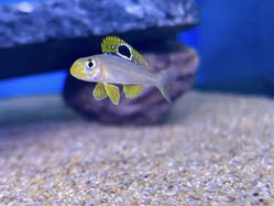 00-0-Copr_2025-Jayant_Cichlids-Germany.jpg 00-0-Copr_2025-Jayant_Cichlids-Germanyt.jpg