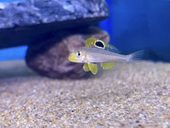 01-0-Copr_2025-Jayant_Cichlids-Germany.jpg 01-0-Copr_2025-Jayant_Cichlids-Germanyt.jpg