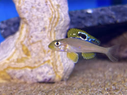 02-0-Copr_2025-Jayant_Cichlids-Germany.jpg 02-0-Copr_2025-Jayant_Cichlids-Germanyt.jpg