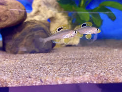 03-0-Copr_2025-Jayant_Cichlids-Germany.jpg 03-0-Copr_2025-Jayant_Cichlids-Germanyt.jpg