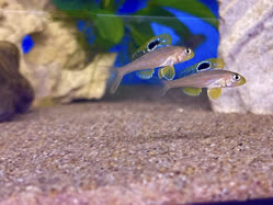 04-0-Copr_2025-Jayant_Cichlids-Germany.jpg 04-0-Copr_2025-Jayant_Cichlids-Germanyt.jpg