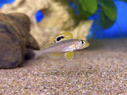 05-0-Copr_2025-Jayant_Cichlids-Germany.jpg 05-0-Copr_2025-Jayant_Cichlids-Germanyt.jpg