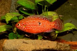 04-0-Copr_2018-Uwe_Werner.jpg 04-0-Copr_2018-Uwe_Wernert.jpg