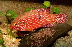 06-0-Copr_2018-Uwe_Werner.jpg 06-0-Copr_2018-Uwe_Wernert.jpg