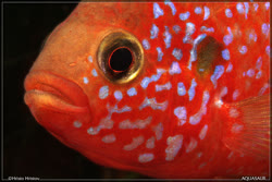 00-0-Copr_2017-Hristo_Hristov.jpg 00-0-Copr_2017-Hristo_Hristovt.jpg