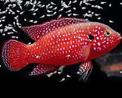 00-0-Copr_2017-Unknown.jpg 00-0-Copr_2017-Unknownt.jpg