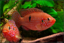 01-0-Copr_2017-Hristo_Hristov.jpg 01-0-Copr_2017-Hristo_Hristovt.jpg