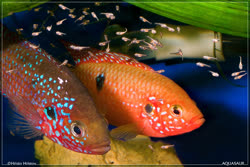 05-0-Copr_2017-Hristo_Hristov.jpg 05-0-Copr_2017-Hristo_Hristovt.jpg