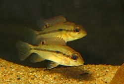Heterochromis