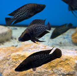 02-0-Copr_2026-Tanganika-Konint.jpg
