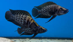 07-0-Copr_2026-Tanganika-Konint.jpg