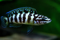 Kombe