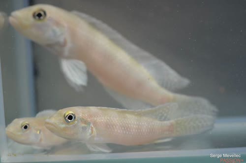 Lamprologus