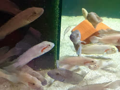 01-0-Copr_2026-Jayant-Cichlids-Germanyt.jpg