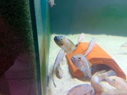 02-0-Copr_2026-Jayant-Cichlids-Germanyt.jpg