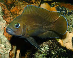 Variabilichromis