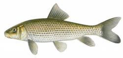 01-0-Copr_2020-Fishes_Of_Texast.jpg
