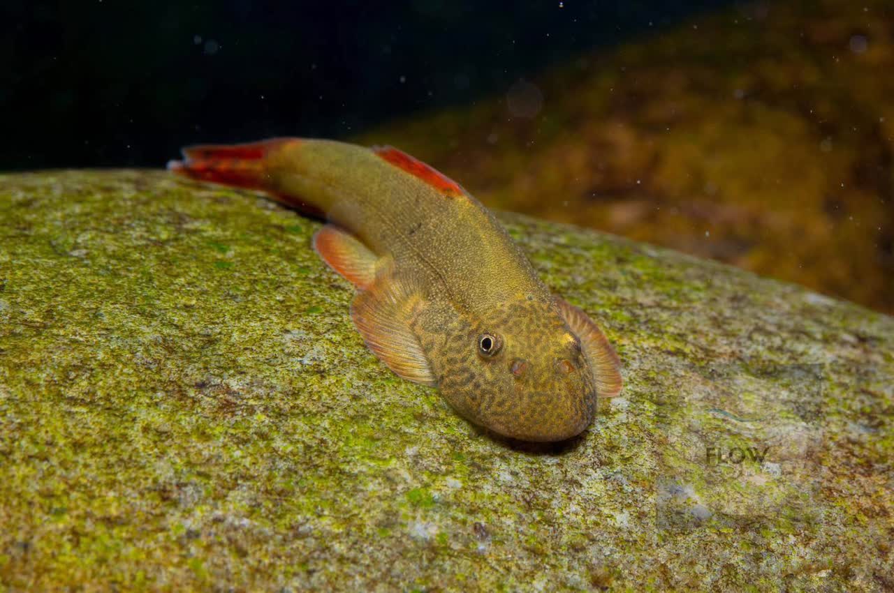 venustus