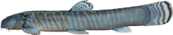 Aborichthys barapensis