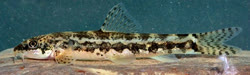 Oxynoemacheilus sarus