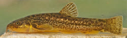 Seminemacheilus attalicus