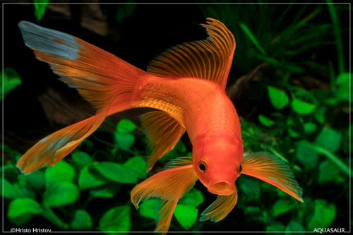 comet Goldfish