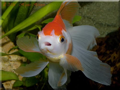 oranda