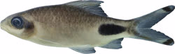 00-2-Copr_2021-Ralf_Britz-Holotype_BNHS_FWF_1007-presrvedt.jpg