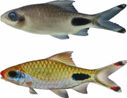 00-2-Copr_2021-Ralf_Britz-Holotype_BNHS_FWF_1007t.jpg
