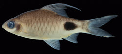 00-0-Copr_2020-Neelesh_Dahanukar-Neotype-BNHS_FWF_1010t.jpg