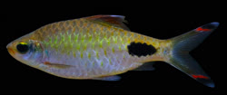 00-0-Copr-2020-Katwate-Tototype-BNHS_FWF-740t.jpg