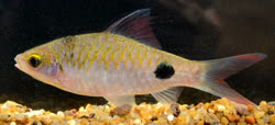 00-0-Copr-2020-Katwate-Paratype-M-BNHS_FWF_720t.jpg
