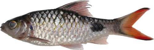 uttara